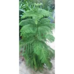 ARUCARIA - HEIGHT 120 CM