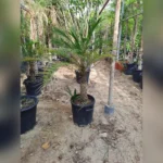 PHOENIX ROEBELENII - TOTAL HEIGHT 100 CM, CT 40 CM