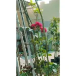 ROSE CLIMBING- HEIGHT 2 MTR
