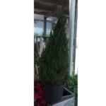 CHRISTMAS TREE - HEIGHT 110 CM - Image 2