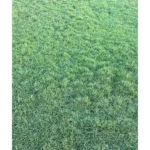 PASPALUM GRASS 1 SQAURE METER