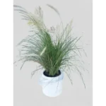 PENNISETUM POTTED - TOTAL HEIGHT 80-89 CM