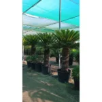 CYCAS - HEIGHT 1.0 MTR