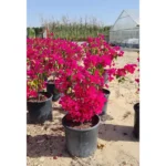 BOUGAINVILLEA PINK- HEIGHT 80 CM