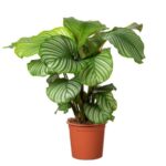 CALATHEA ORBIFOLIO - HEIGHT 70 CM