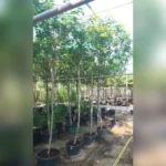 CASSIA GLAUCA- HEIGHT 3MTR, CT 1.8MTR