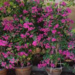 BOUGAINVILLEA PINK - HEIGHT 2 MTR
