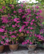 BOUGAINVILLEA PINK - HEIGHT 2 MTR
