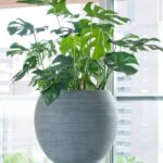 MONSTERA DELICIOSA POTTED - 70-90 CM TOTAL HEIGHT