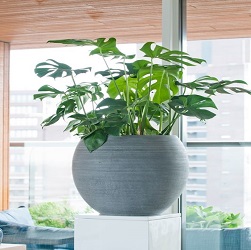 INDOOR PLANTS - PREMIUM