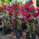 BOUGAINVILLEA MIXED COLOURS - HEIGHT 3MTR