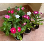 VINCA ROSEA 3 QR EACH