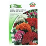 CELOSIA  FLOWERING PLANT