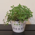 MINT POTTED IN HERBS METALLIC POT
